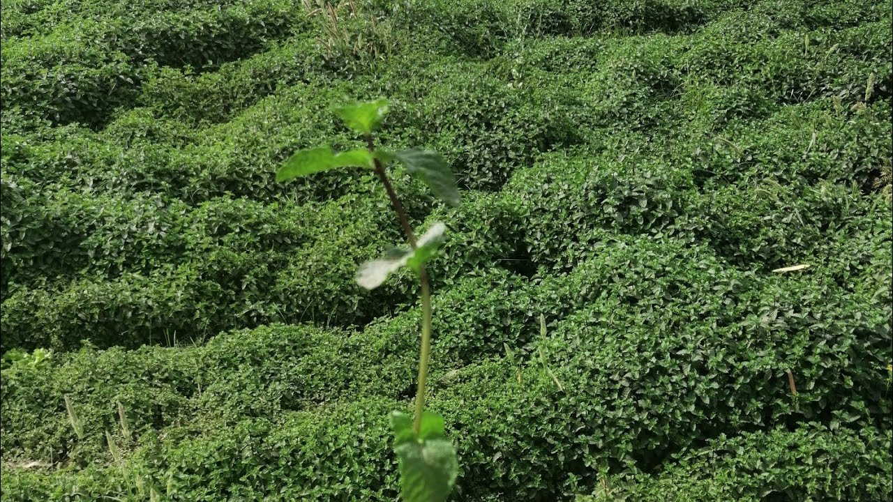 Mint / Pudina Farming ! Commercial Level Farming.. All About profit / loss Discussion