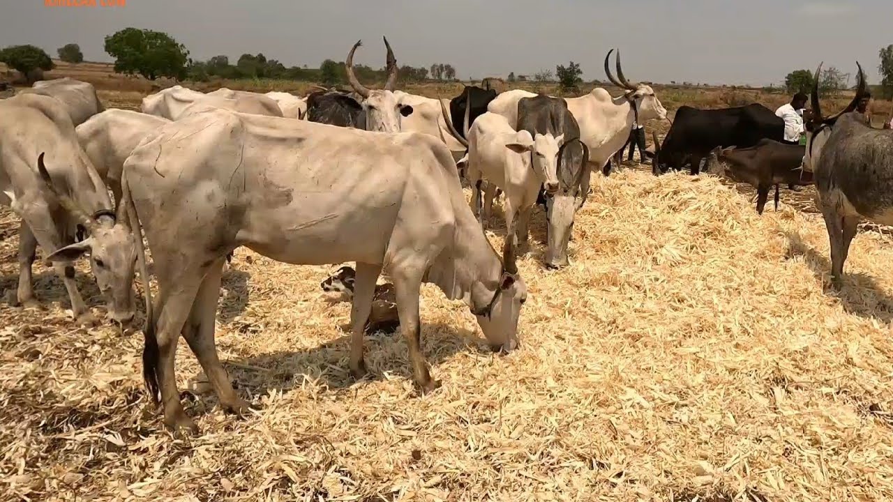 सलगर च्या गाई / khillar cow