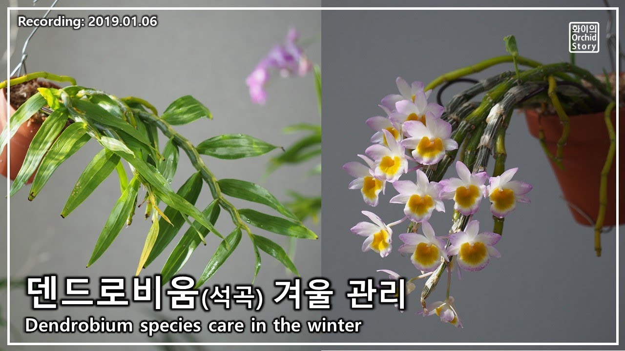 [덴드로비움 키우기] 겨울철 관리와 꽃 피우기 팁  Dendrobium species care in the winter