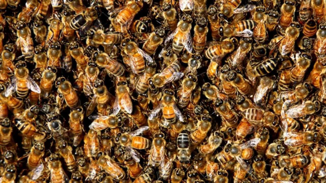 Bees for a Damn Hour