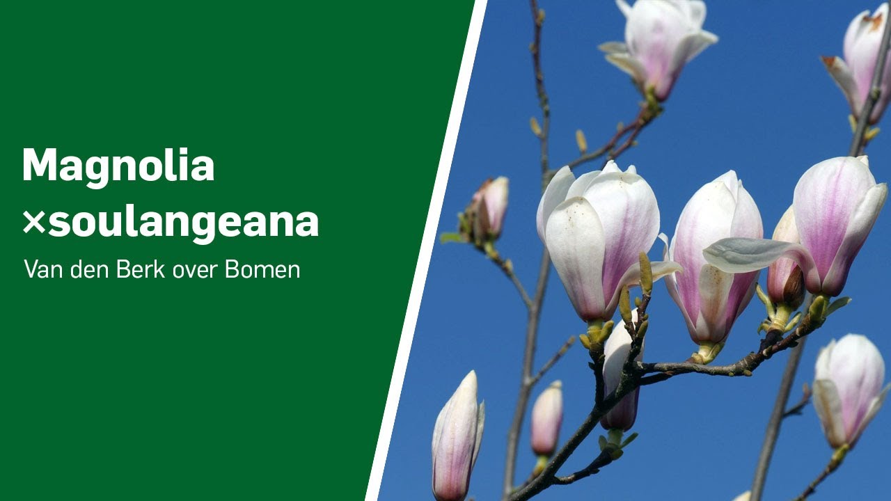 Magnolia ×soulangeana - Van den Berk over Bomen