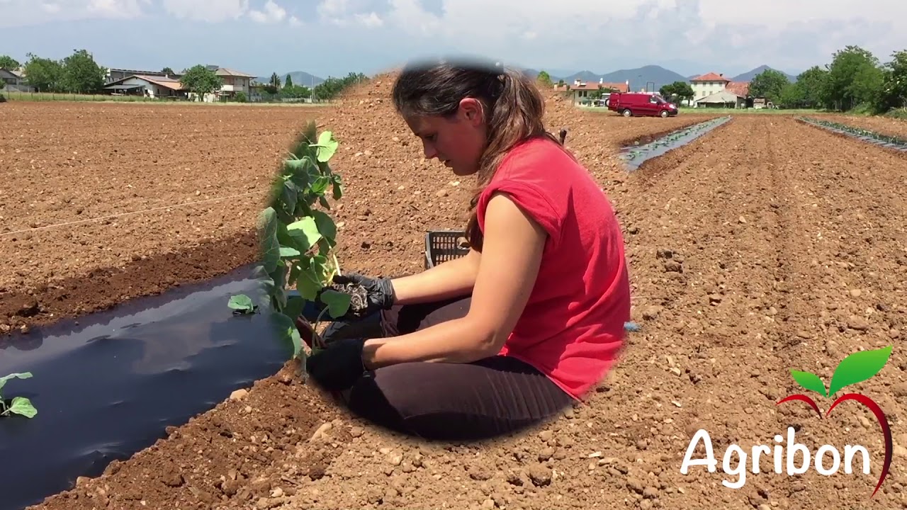 AGRIBON trapianto zucche e lavorazione terreno