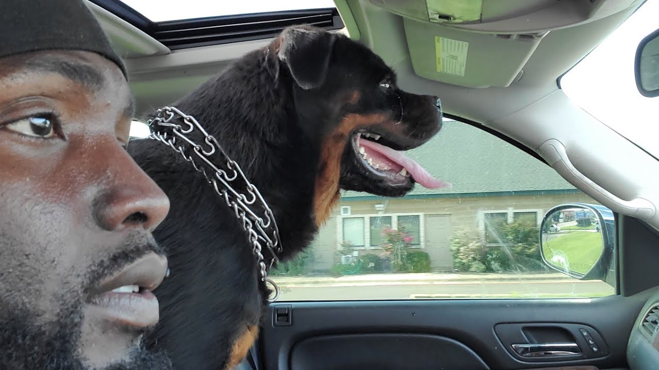 What to expect.   PART 2  rottweiler owner and breeder