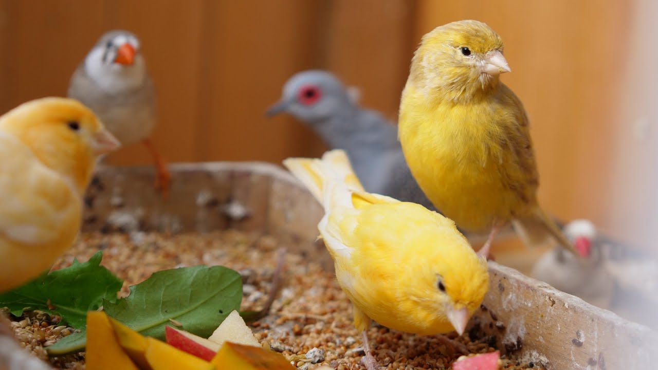 Finch and Canary Song from Outdoor Aviary ✨🎶