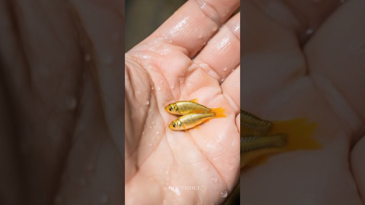 Small To Big Animal Transformation!