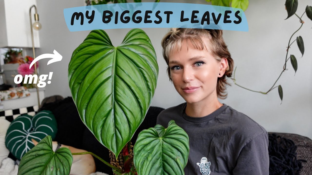 new BIG leaves in my collection 🌿