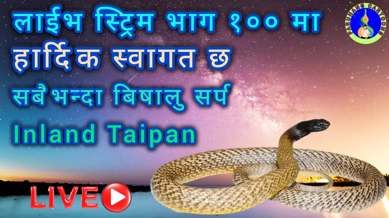 Inland Taipan Snake, Paruhang Cartoons Live