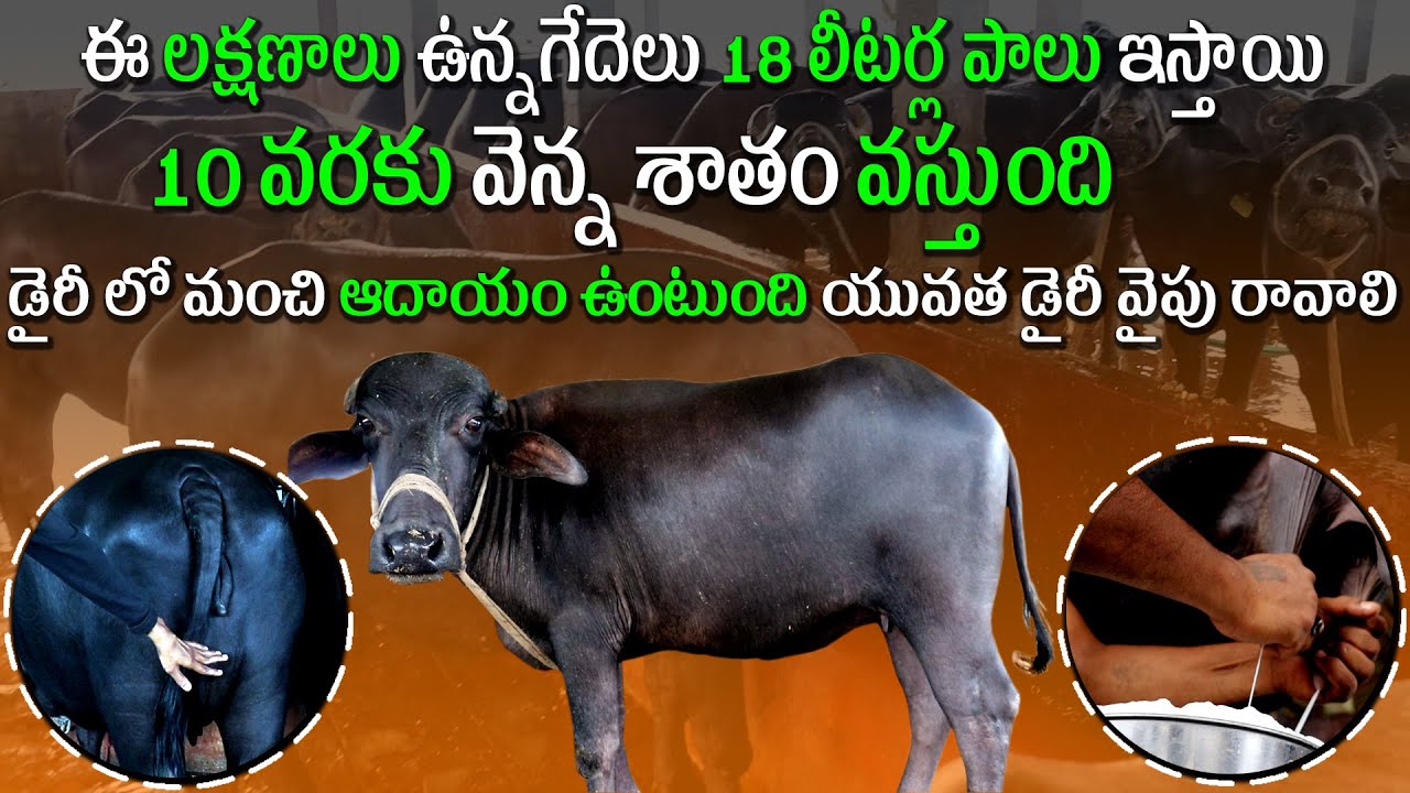 దుబాయ్ టు గుంటూరు పాడి రంగంలో రాణిస్తున్న యువరైతు | Farmer Pawan Successful Murrah Buffalo DairyFarm