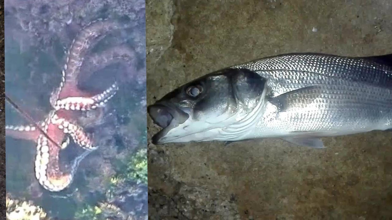 أخطر طعم في فصل لخريف لصيد الدرعي القاروص  ومعركة الأخطبوط الضخم big octopus battle grand pieuvre
