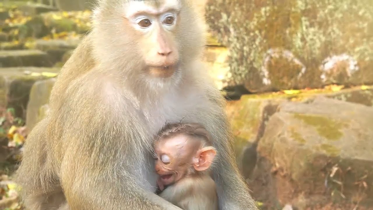 OMG Sob Silently in heart when mum block her milk more