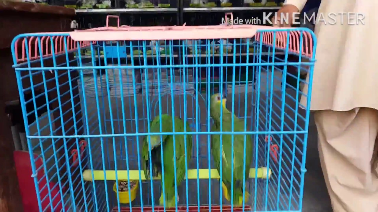 VISIT TO KHALID VIP BIRDS SHOP ( HYDERABAD) SINDH PAKISTAN 🇵🇰