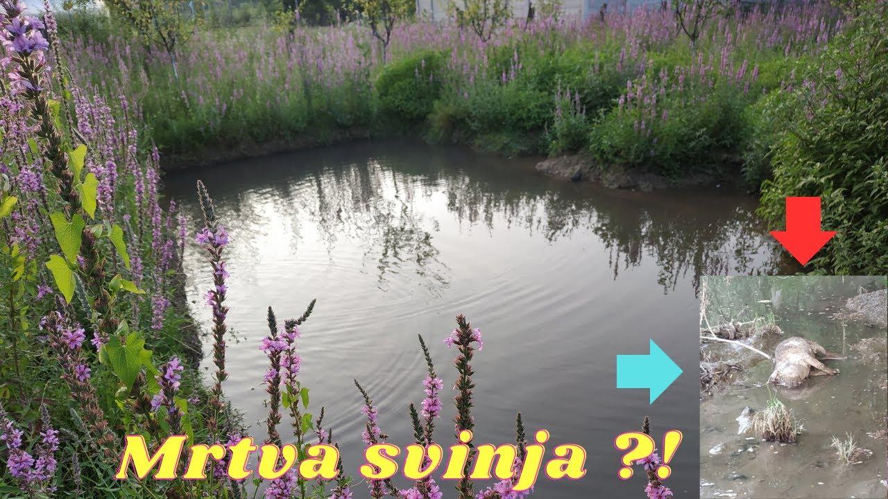 Pecanje ribe za moj ribnjak  *(MRTVA SVINJA KRAJ OBALE)*