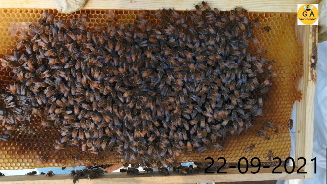 Bu kovanda neden yavru yok.  kışa hazırlık. beekeeping. Arıçılıq. arıcılık.