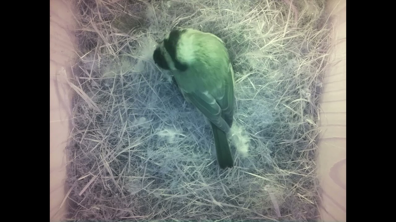 Nestpflege 2025-04-11