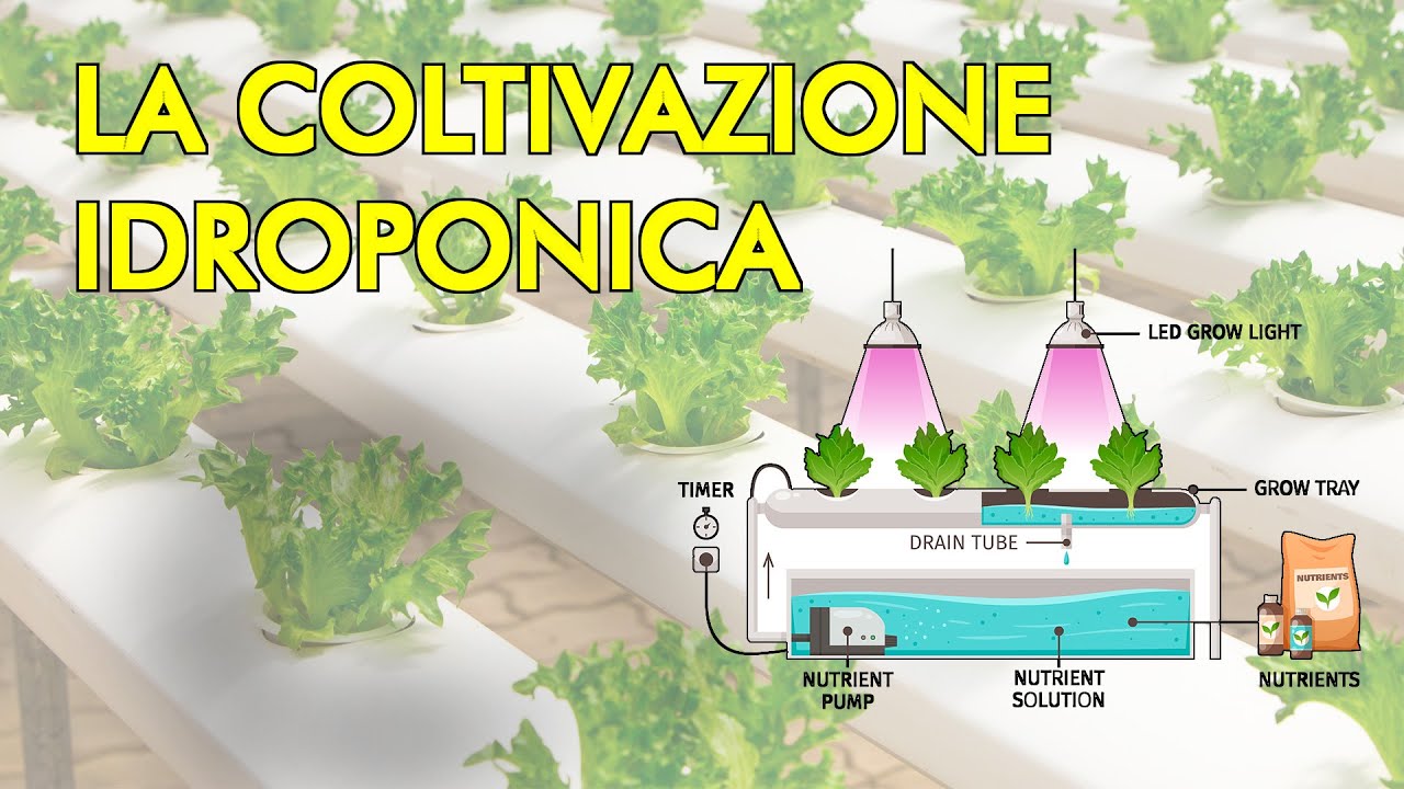 Coltivazione IDROPONICA senza TERRA - cos'è e come funziona