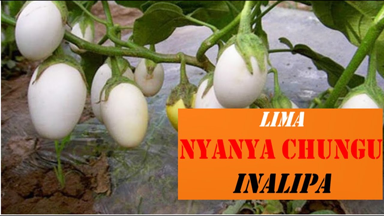 KILIMO CHA NYANYA CHUNGU (NGOGWE).Jifunze kilimo cha nyanya chungu (ngogwe).