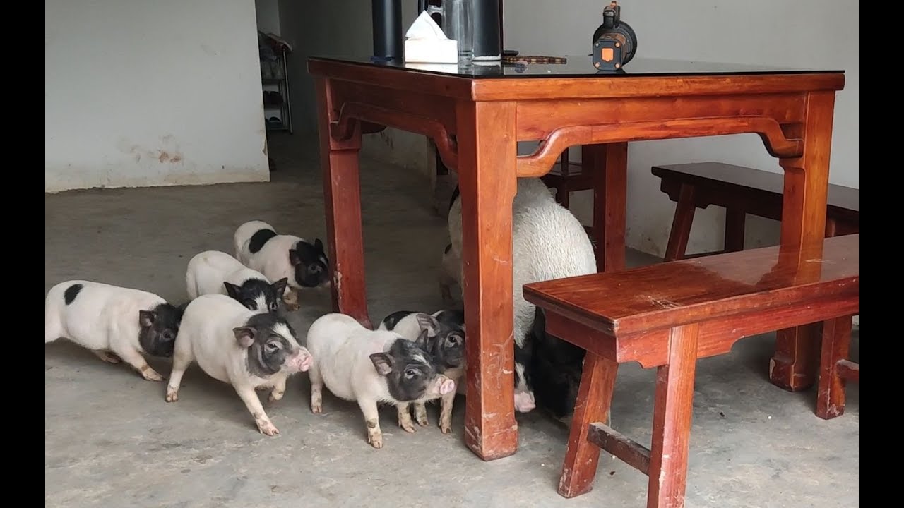 “ 妈 见 打 系 列 ”