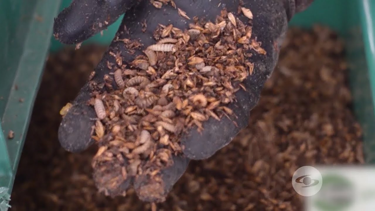 Proyecto cría de mosca soldado negro - La Finca de Hoy