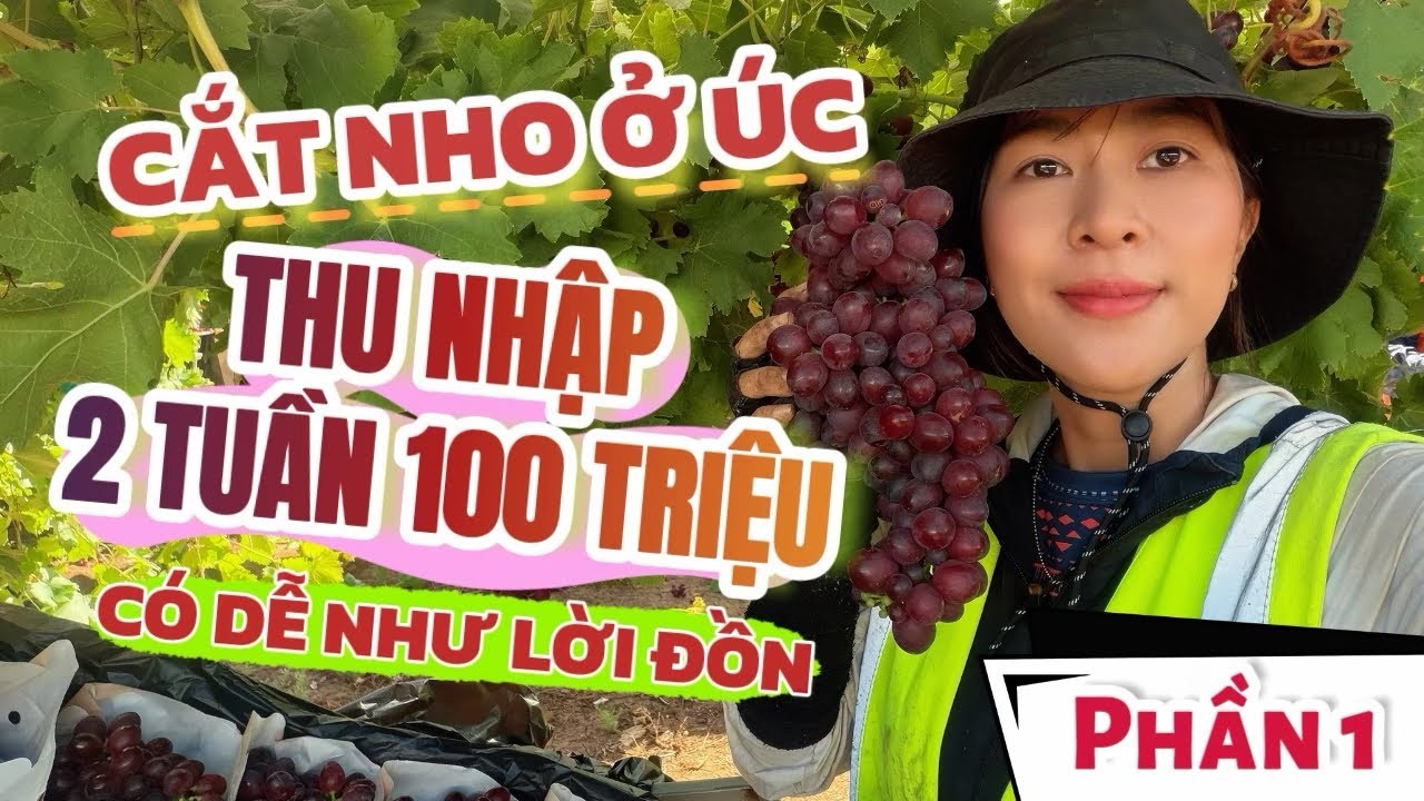 Cuộc sống Úc: Phần 1 | Cắt Nho Đỏ TRẢI NGHIỆM ĐI CẮT NHO THU NHẬP 2 TUẦN 100 TRIỆU NHƯ LỜI ĐỒN?