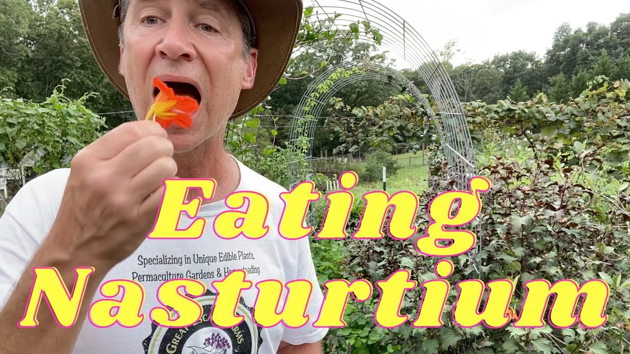 Eating Nasturtium - Pretty,  Spicy, and Tasty