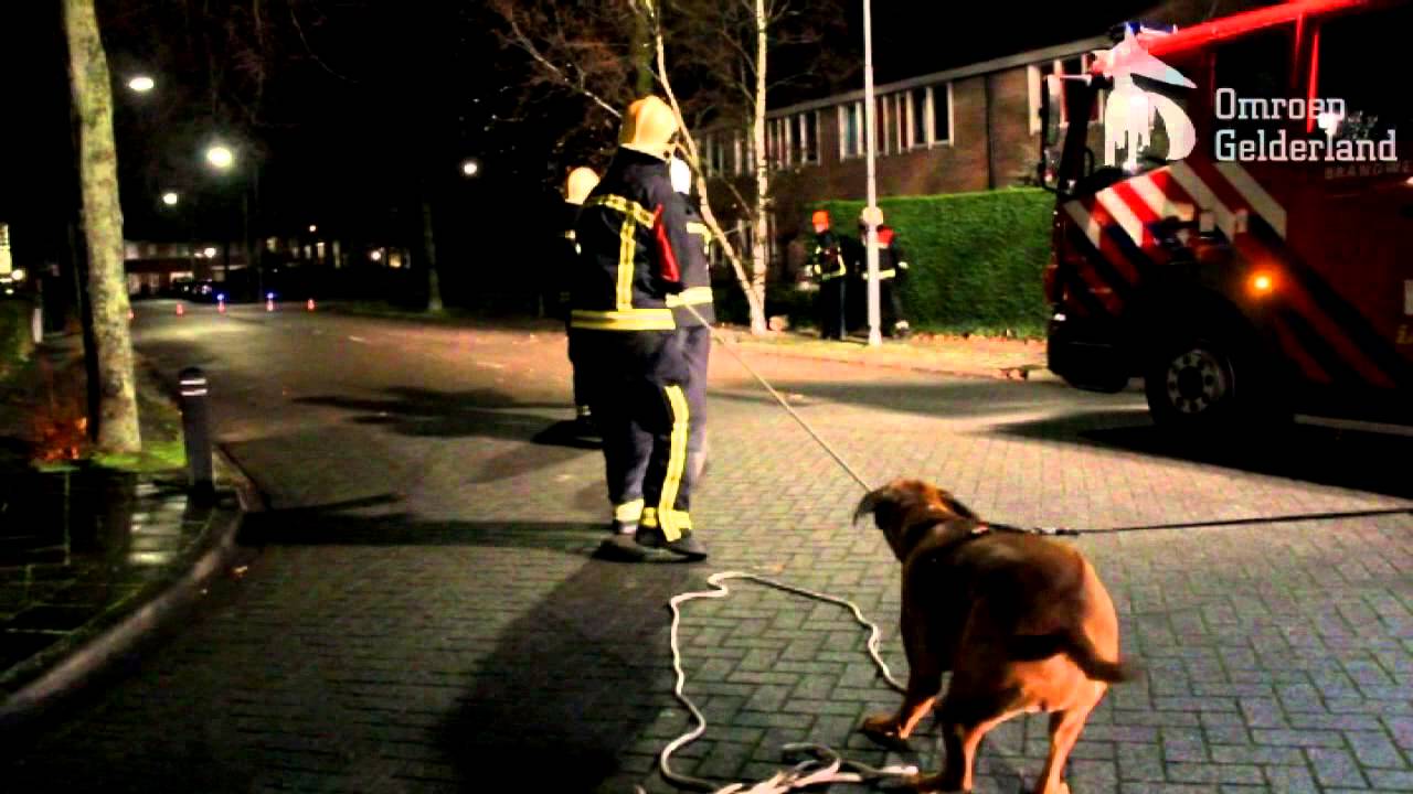 Hond helpt brandweer in Harderwijk