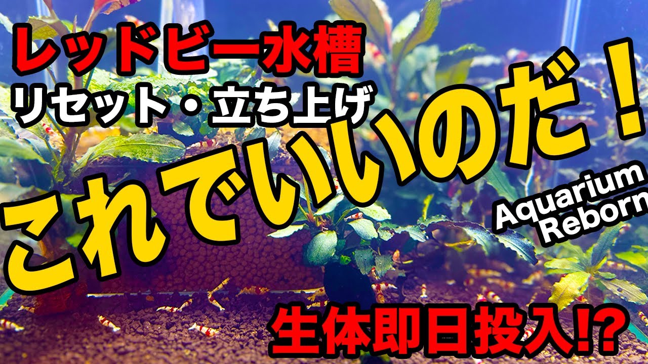 #レッドビーシュリンプ シュリンプ水槽のリセット〜立ち上げ。僕なりにたどり着いた安定して稚エビが育つ立ち上げ方法 #薄敷き #Fキューブ 【アクア環境を再生します。その２】