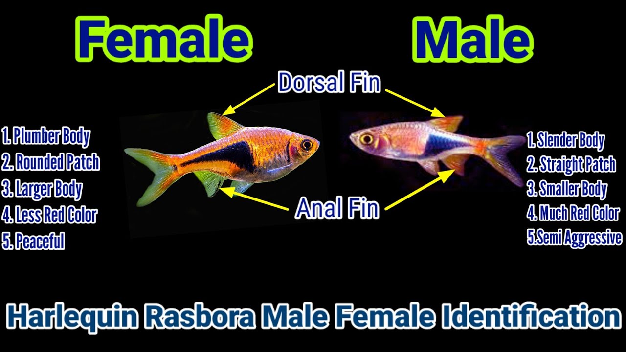Harlequin Rasbora Male Female Identification