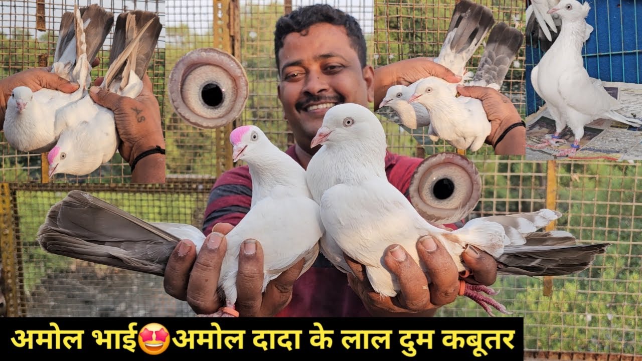 Amol Bhai Ke Lall Dum ,Kaldume, Bedag Tare Wale Full White Kabootar. Vikroli. Mumbai. JaiKabootar