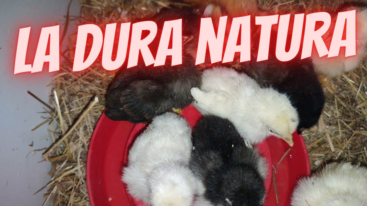 La dura natura , Chioccia con pulcini