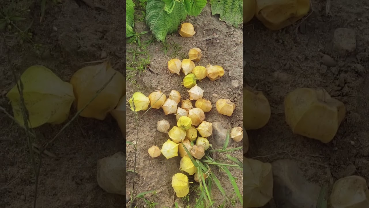 Ground Cherry
