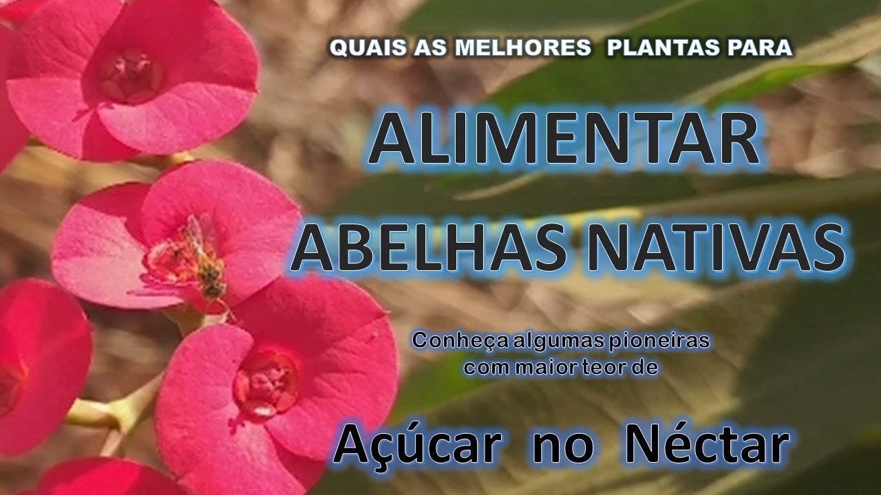 QUAL A MELHOR PLANTA PARA ALIMENTAR ABELHAS NATIVAS SEM FERRÃO?  4 pioneiras com + Açúcar no Néctar