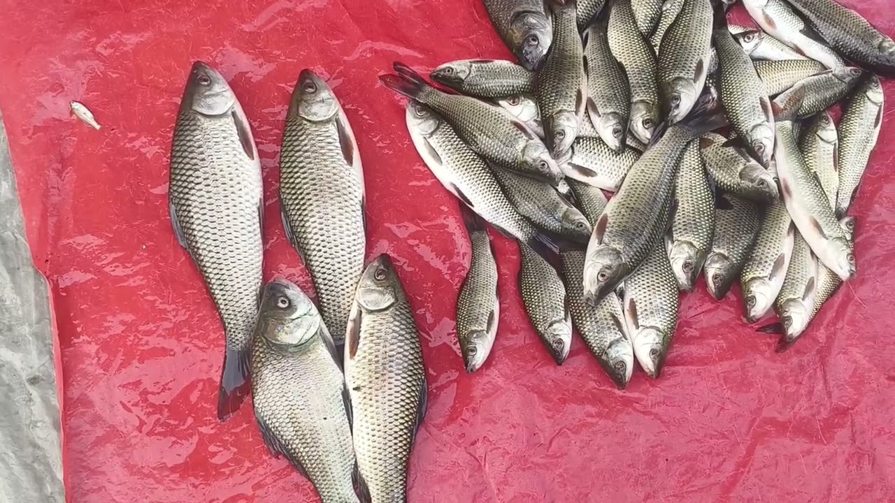 Amazing korean largest fish market and boneless mackerel mass