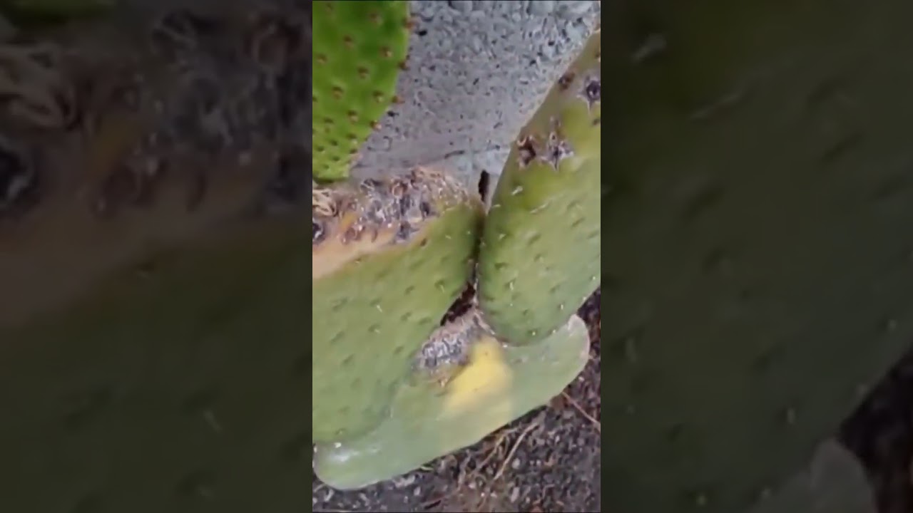 DA&Ntilde;O de cochinilla GRANA en nopal #huerta #huertaencasa