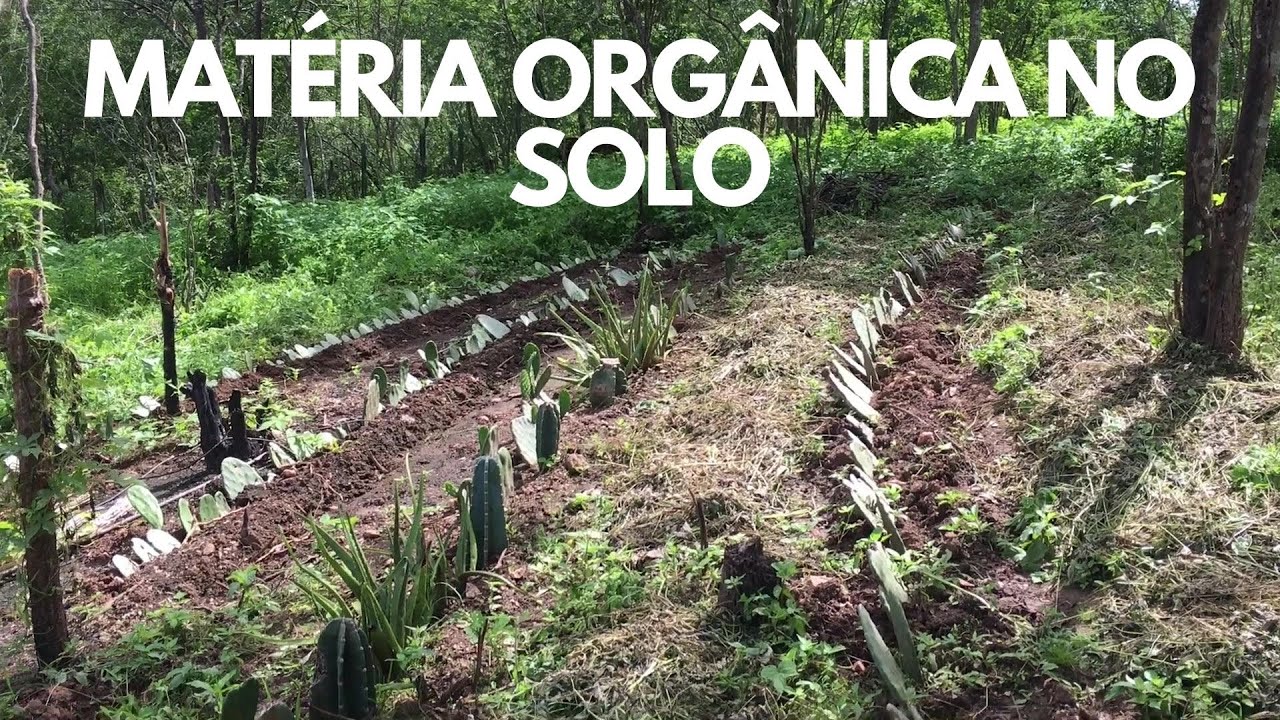 Agrofloresta na caatinga / Matéria orgânica no solo.