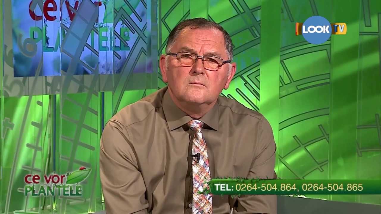 Combaterea ecologică și chimică a melcilor fără cochilie (limax)