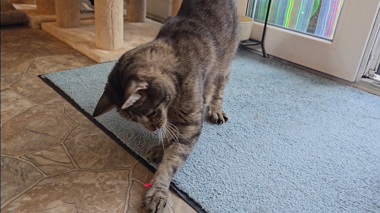 Die witzigsten Momente der Jagd auf den roten Punkt! Katzen gegen den Laser: Ein episches Duell😻😅