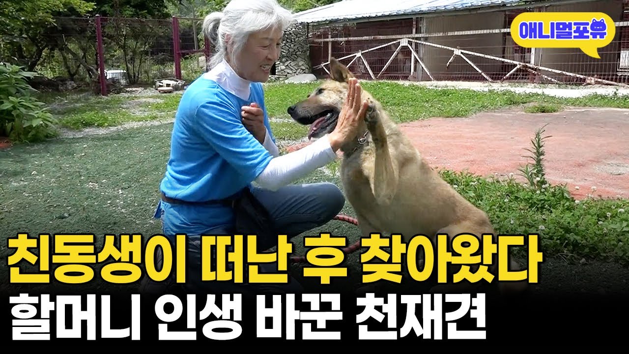 줄넘기부터 그림까지 그린다? 할머니 보물 1호 천재 강쥐ㅣKBS 굿모닝 대한민국 200728 방송