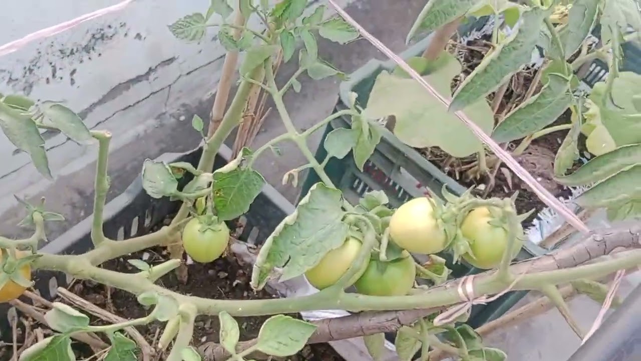 মাশাল্লাহ টমেটোর বাম্পার ফলন হয়েছে। 