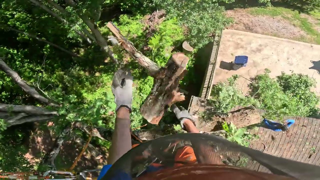 TRIMMING OAK TREE OVER A HOUSE