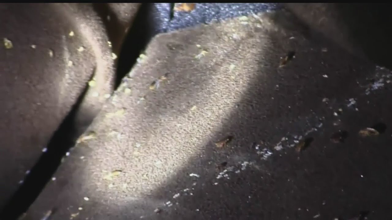 Bed bugs could be crawling in places you might not expect