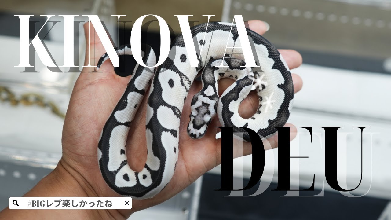 【BIGレプ】KINOVA×DEUコラボイベント Vlog