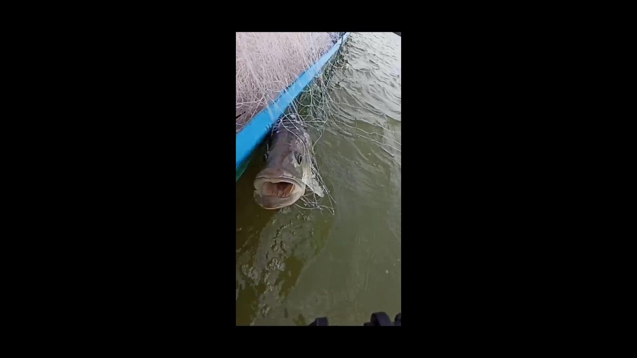 Pesca con trasmallo full robalo grandes 😊 #ecuador #fyp #pesca #viral #mancing  #ikan
