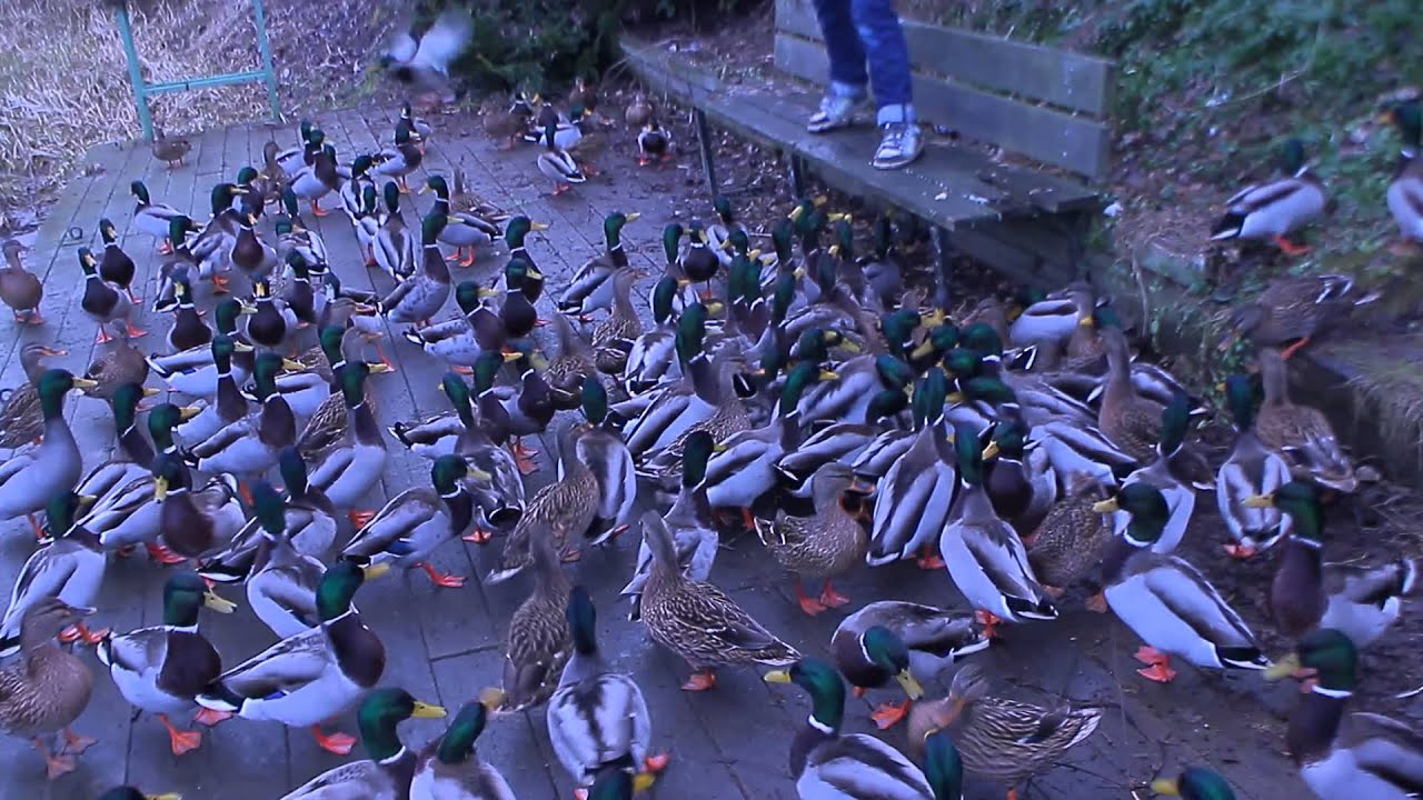 Ankorna Invaderar Odensbacken!!!