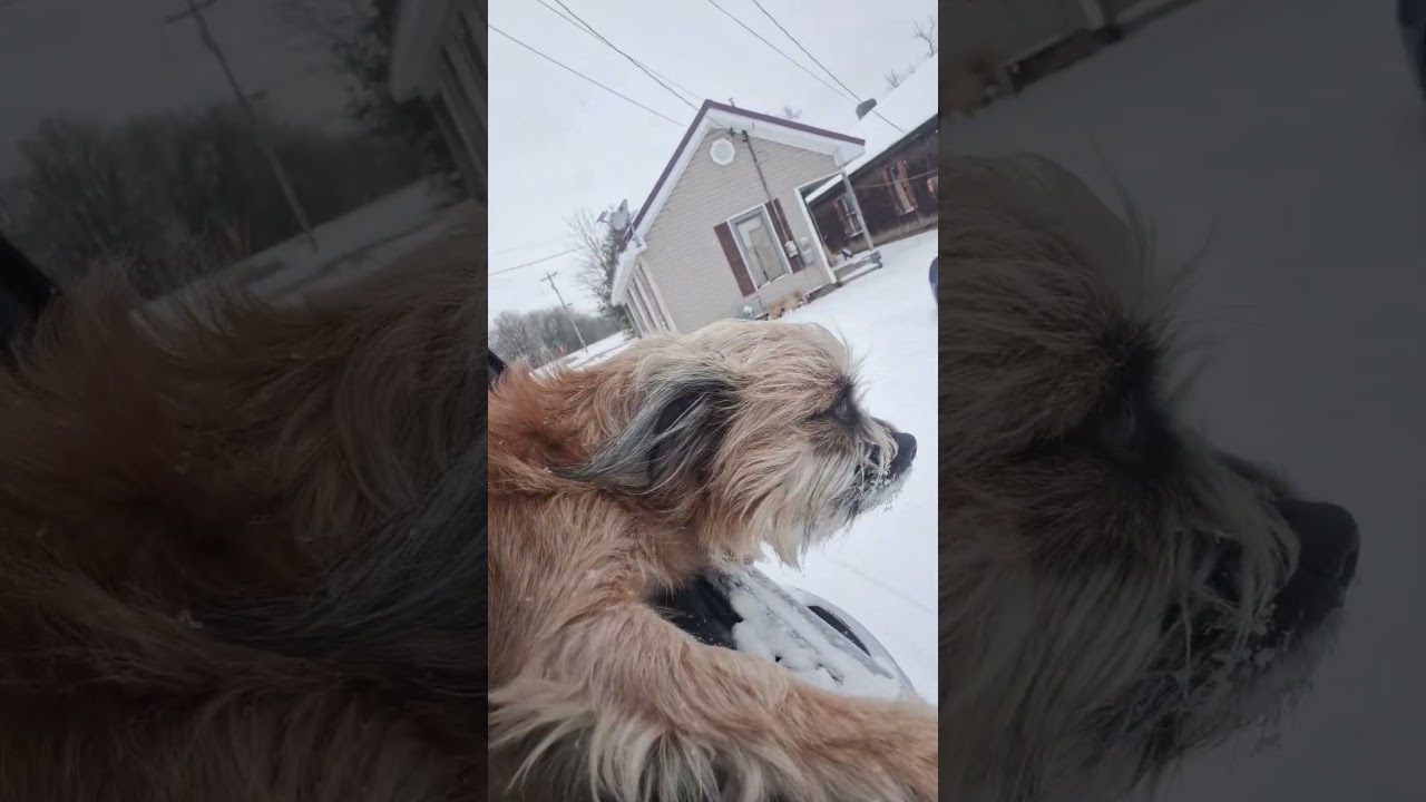 #dog