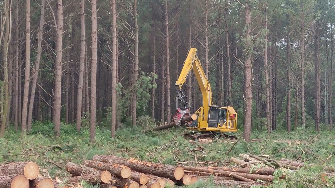 Tala rasa #harvester #komatsu PC200 CABEZAL #waratah 616C #forest #viral #viralvideo #viralshorts