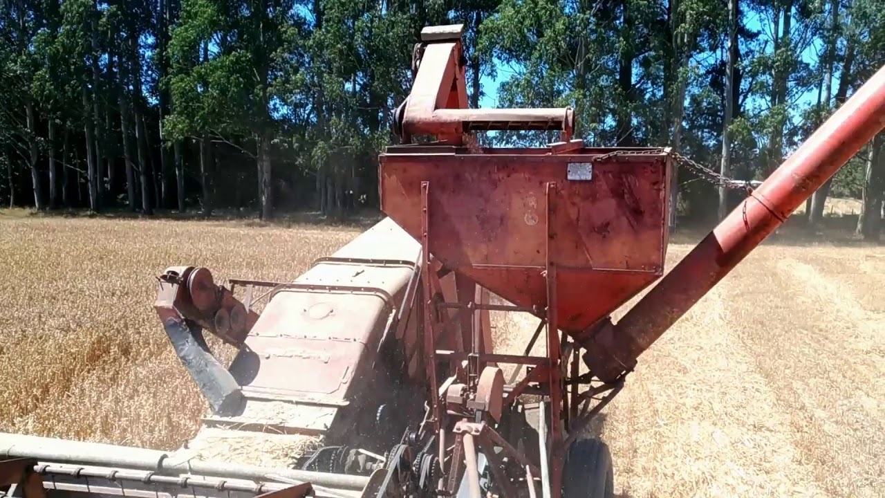 Harvesting Oats Case 77 Combine - David Brown 990