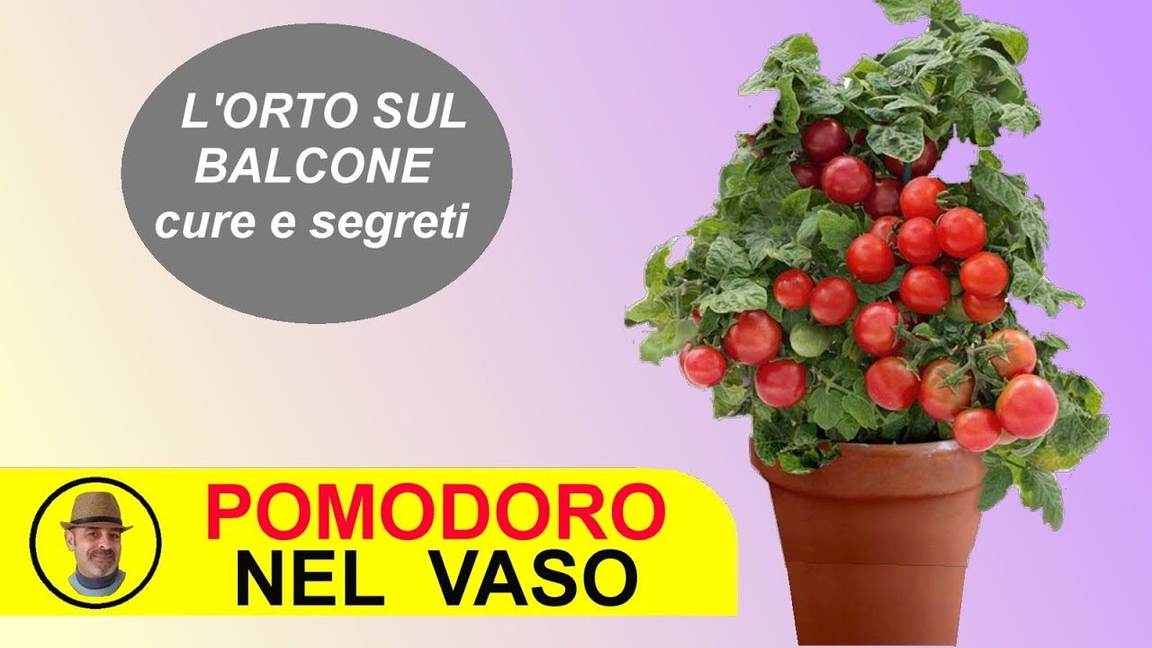 IL POMODORO SUL BALCONE  come coltivarlo e le cure