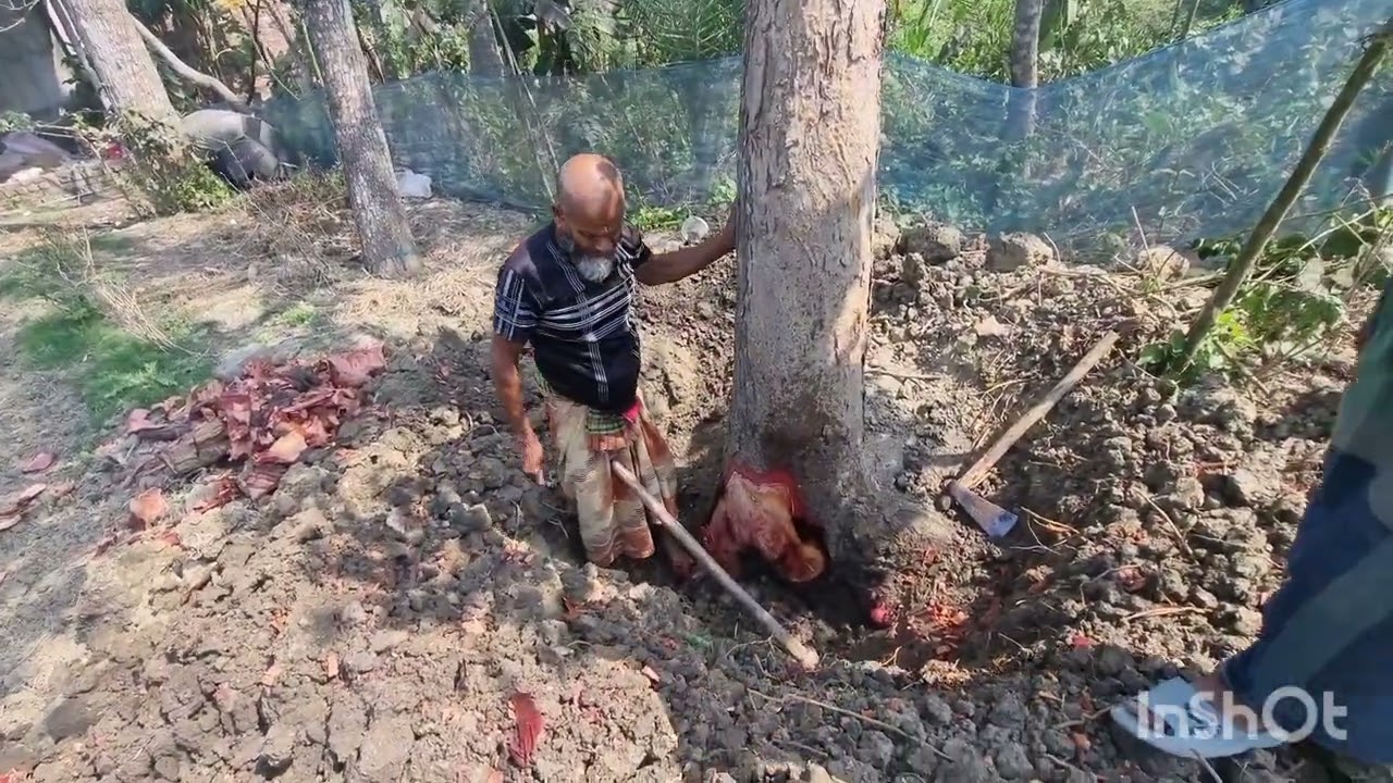 খামারে যেয়ে দেখি আমিই লেট | Daily vlog || Sohan Sharot tune 
