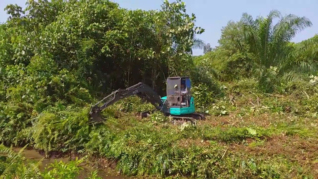 Excavator Mini (Brush cutter) Membersihkan Areal Kebun sawit