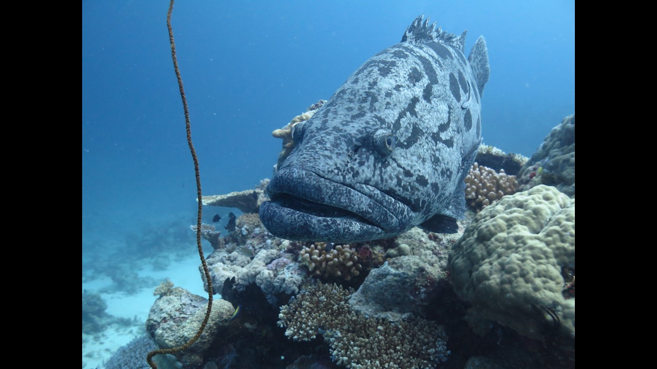 The Great Barrier Reef Fish Video #1